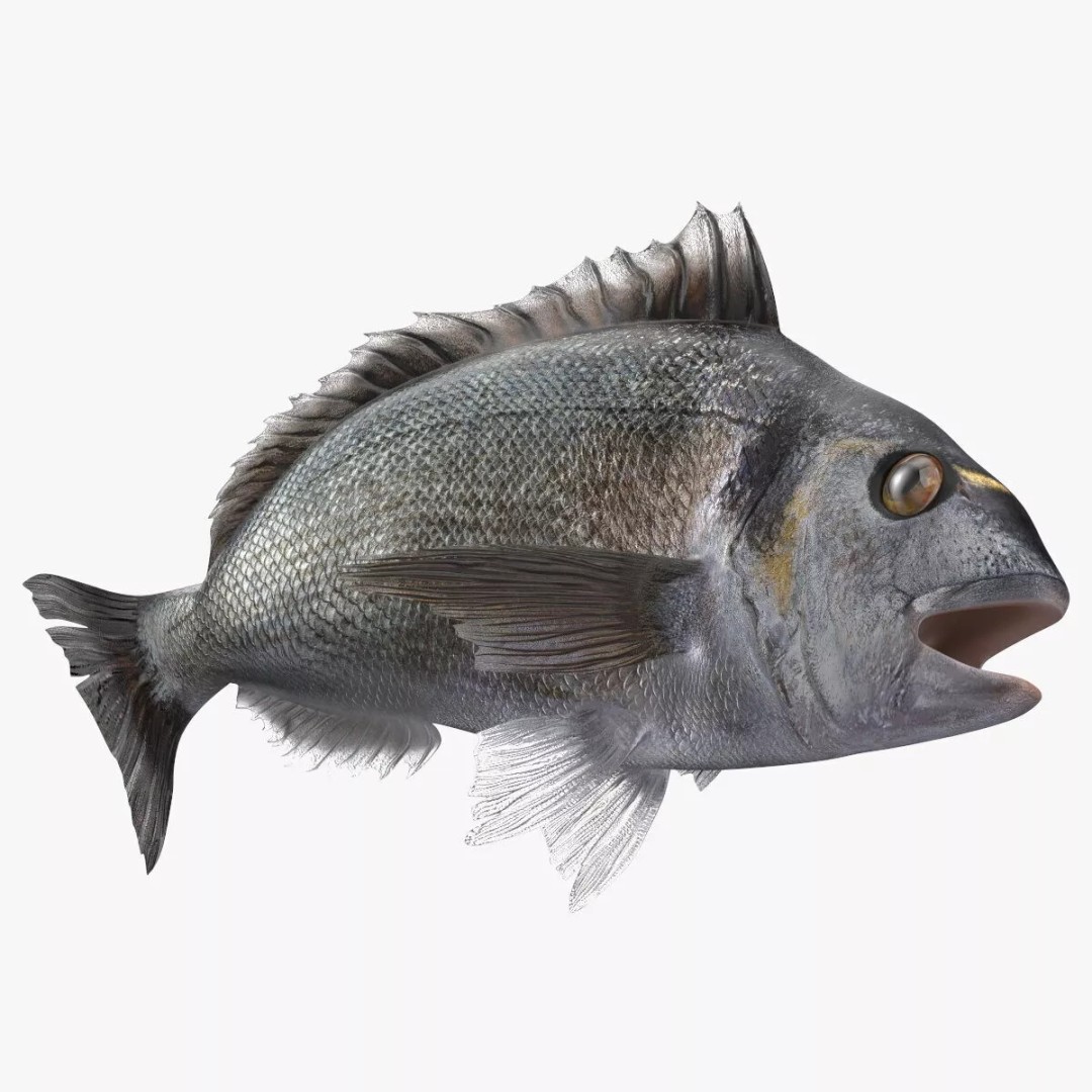 Dorada Fish 3D Model – Rigged PBR Asset for Cinema 4D - View 10