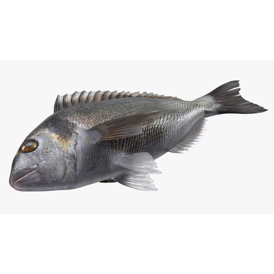 Dorada Fish 3D Model – Rigged PBR Asset for Cinema 4D - View 11
