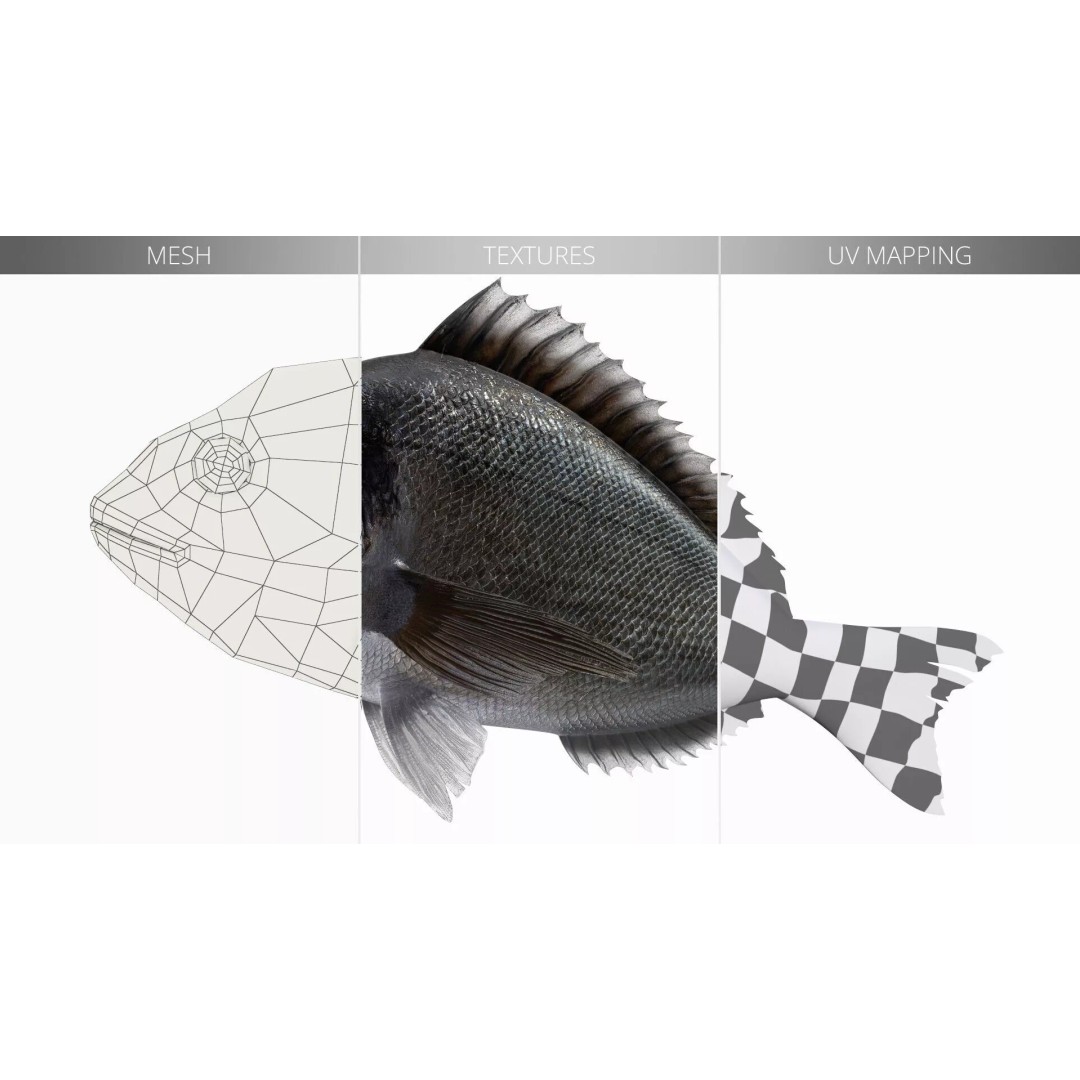Dorada Fish 3D Model – Rigged PBR Asset for Cinema 4D - View 16