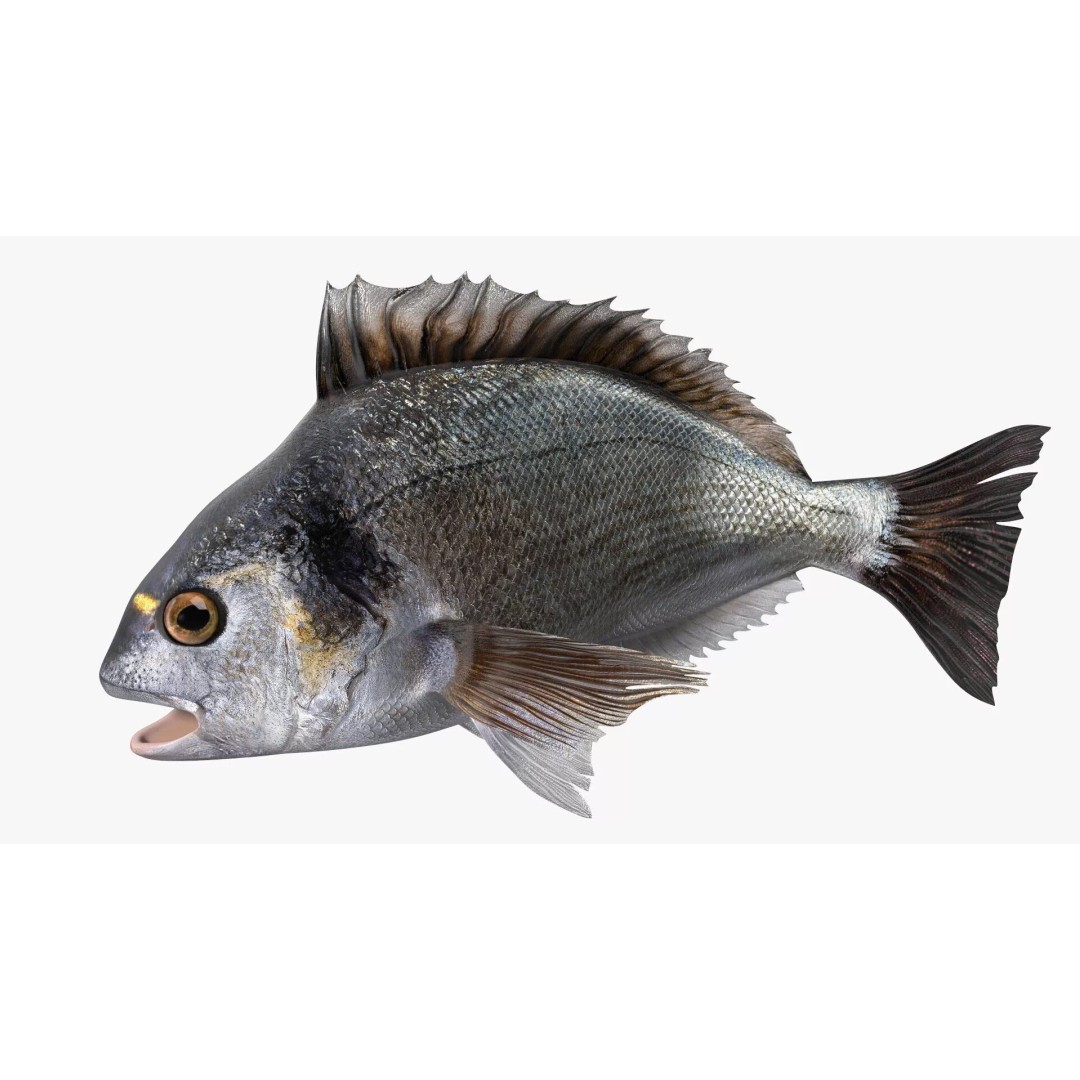 Dorada Fish 3D Model – Rigged PBR Asset for Cinema 4D - View 2