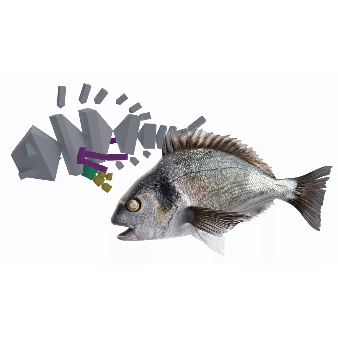 Dorada Fish 3D Model – Rigged PBR Asset for Cinema 4D - View 5