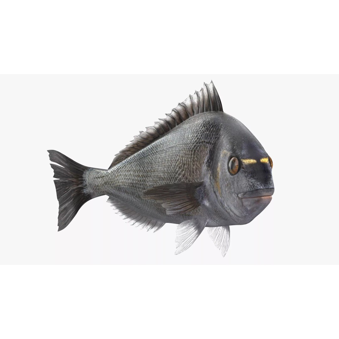 Dorada Fish 3D Model – Rigged PBR Asset for Cinema 4D - View 6