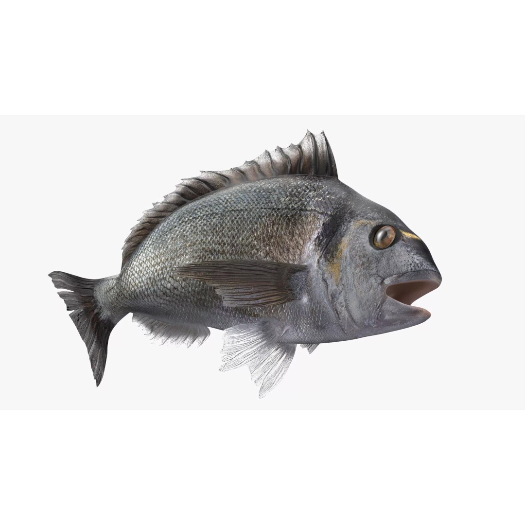 Dorada Fish 3D Model – Rigged PBR Asset for Cinema 4D - View 7