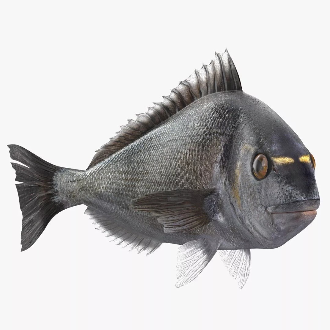 Dorada Fish 3D Model – Rigged PBR Asset for Cinema 4D - View 9