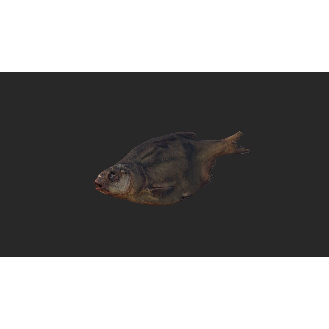 Dried Fish 3D Model – Low Poly Game Asset, PBR Textures, FBX - View 14