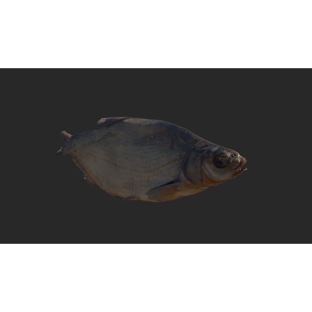 Dried Fish 3D Model – Low Poly Game Asset, PBR Textures, FBX - View 15
