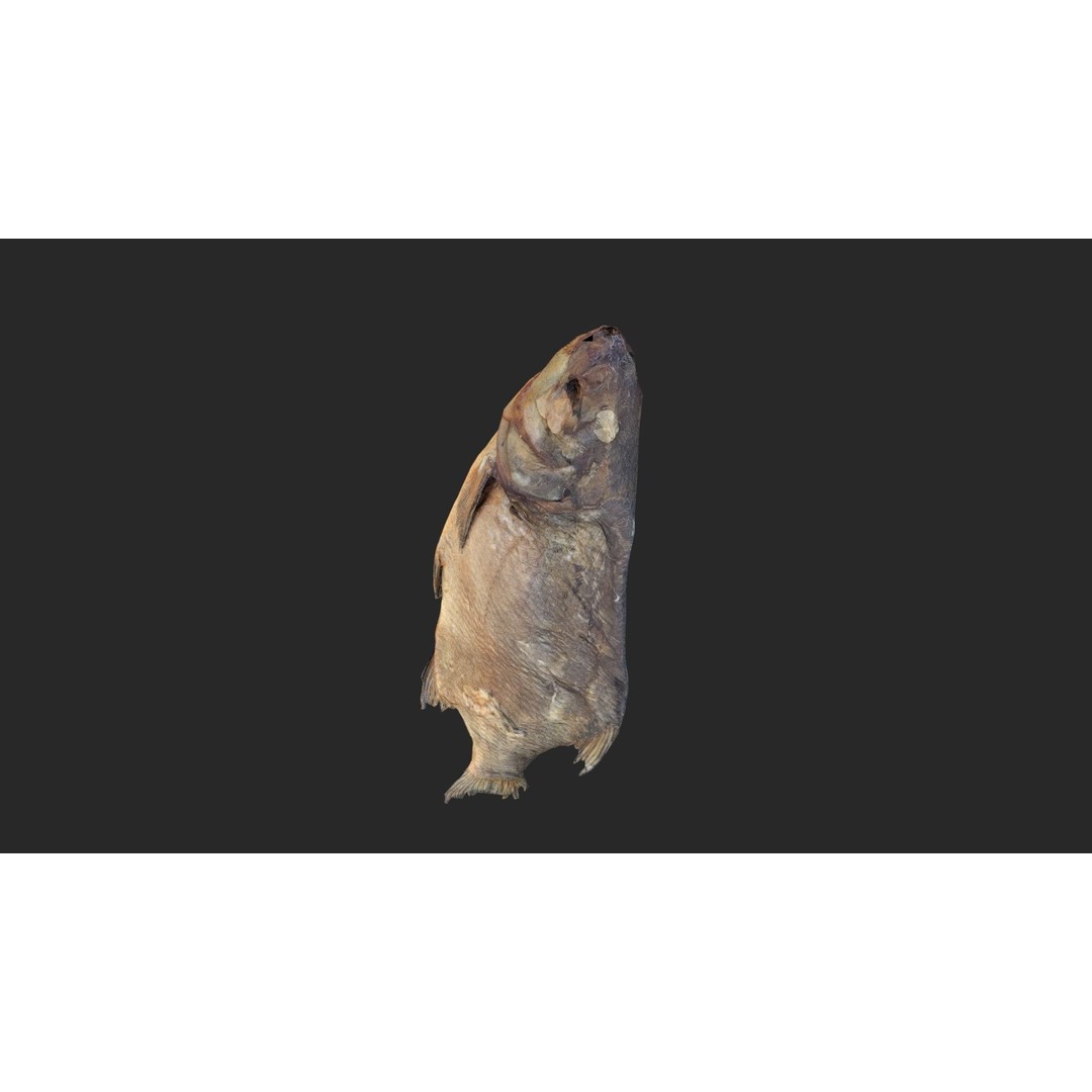 Dried Fish 3D Model – Low Poly Game Asset, PBR Textures, FBX - View 22