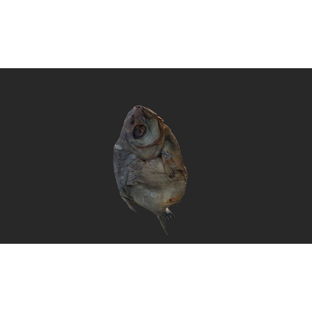 Dried Fish 3D Model – Low Poly Game Asset, PBR Textures, FBX - View 23