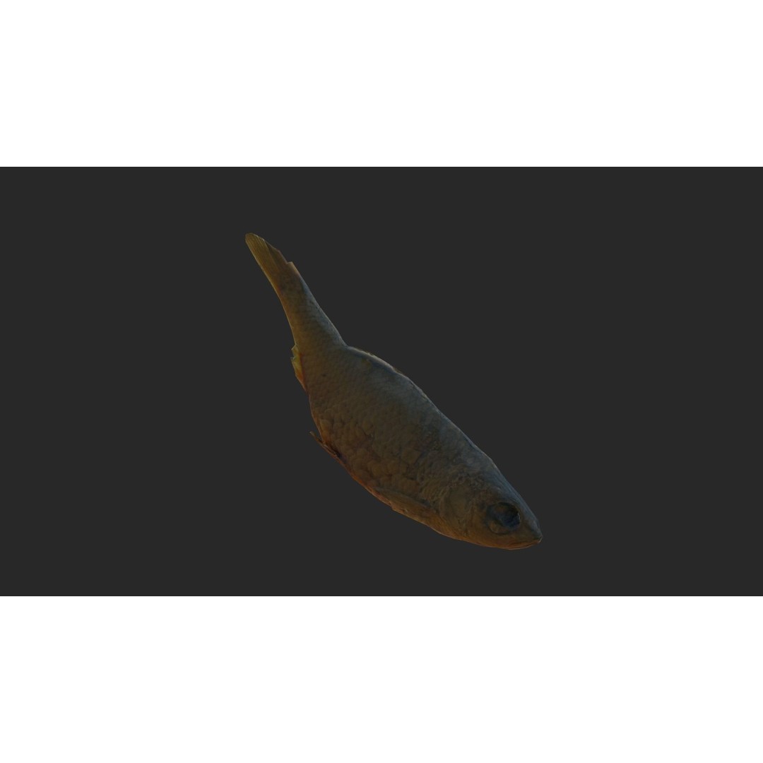 Dried Fish 3D Model – Low Poly Game Asset, PBR Textures, FBX - View 7