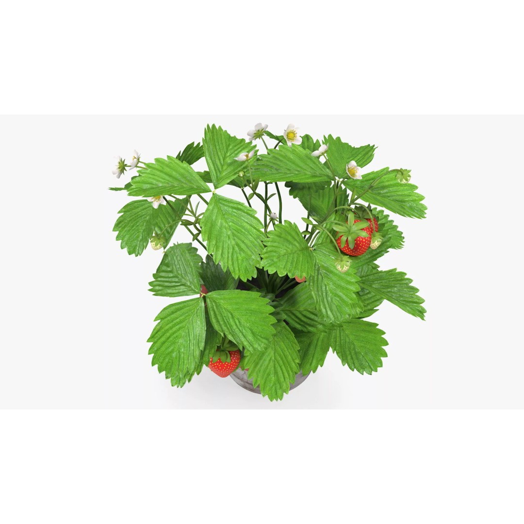 Strawberry Plant 3D Model – Realistic Pot Plant with PBR Textures - View 10