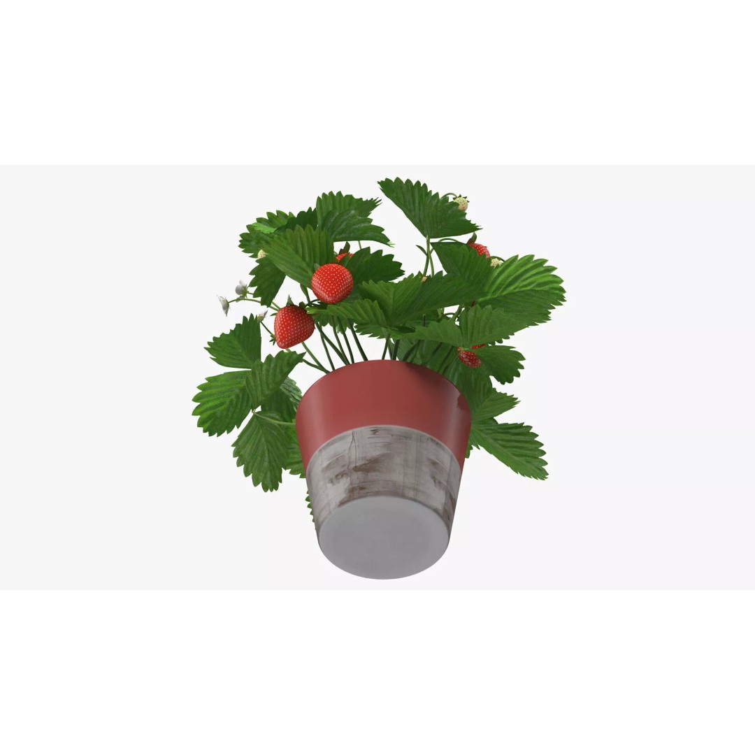 Strawberry Plant 3D Model – Realistic Pot Plant with PBR Textures - View 11