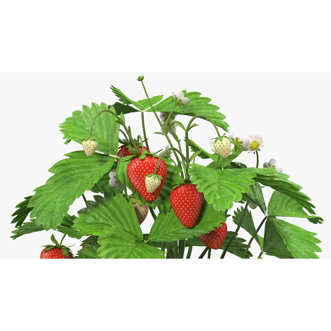 Strawberry Plant 3D Model – Realistic Pot Plant with PBR Textures - View 12
