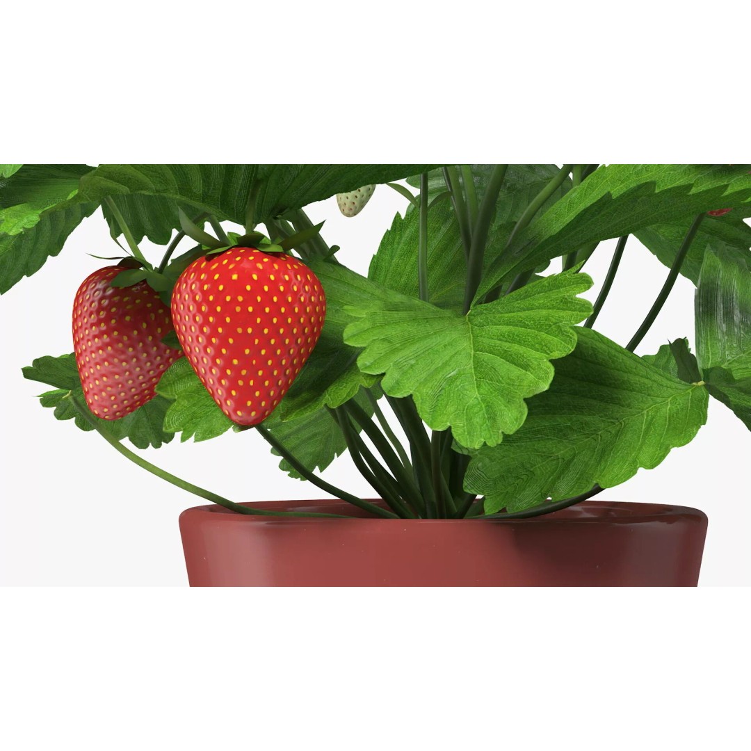 Strawberry Plant 3D Model – Realistic Pot Plant with PBR Textures - View 13