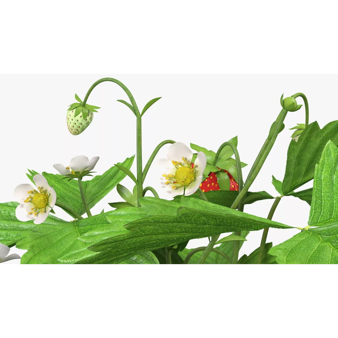 Strawberry Plant 3D Model – Realistic Pot Plant with PBR Textures - View 14