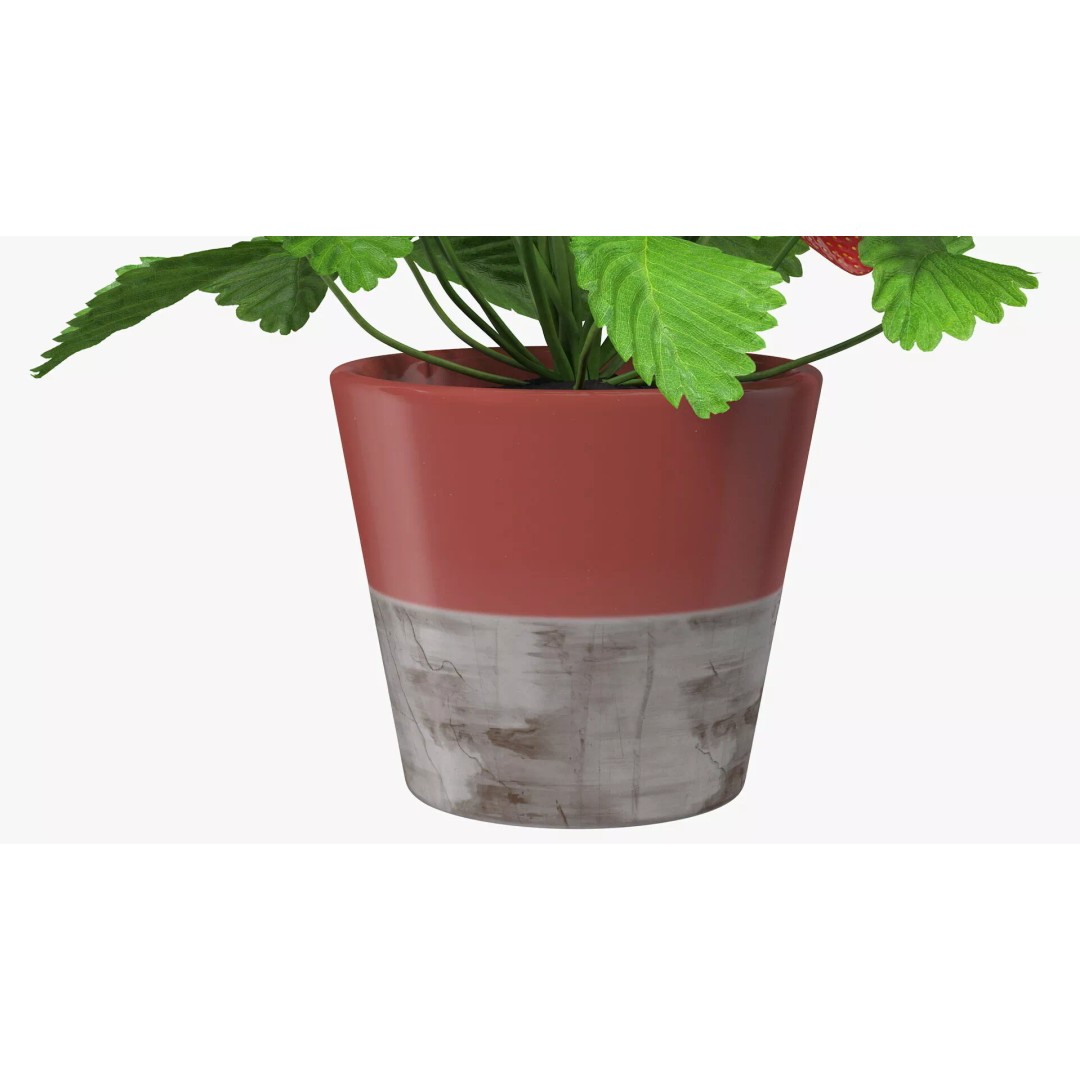 Strawberry Plant 3D Model – Realistic Pot Plant with PBR Textures - View 15