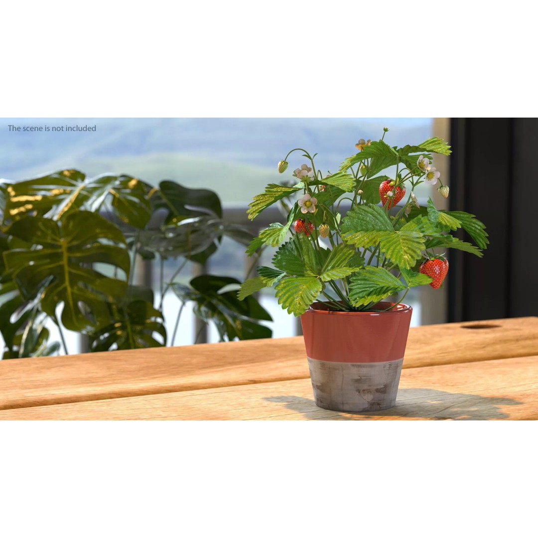 Strawberry Plant 3D Model – Realistic Pot Plant with PBR Textures - View 2