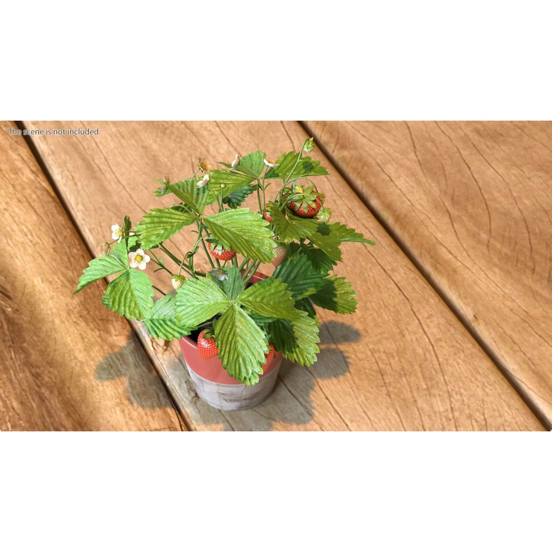 Strawberry Plant 3D Model – Realistic Pot Plant with PBR Textures - View 3