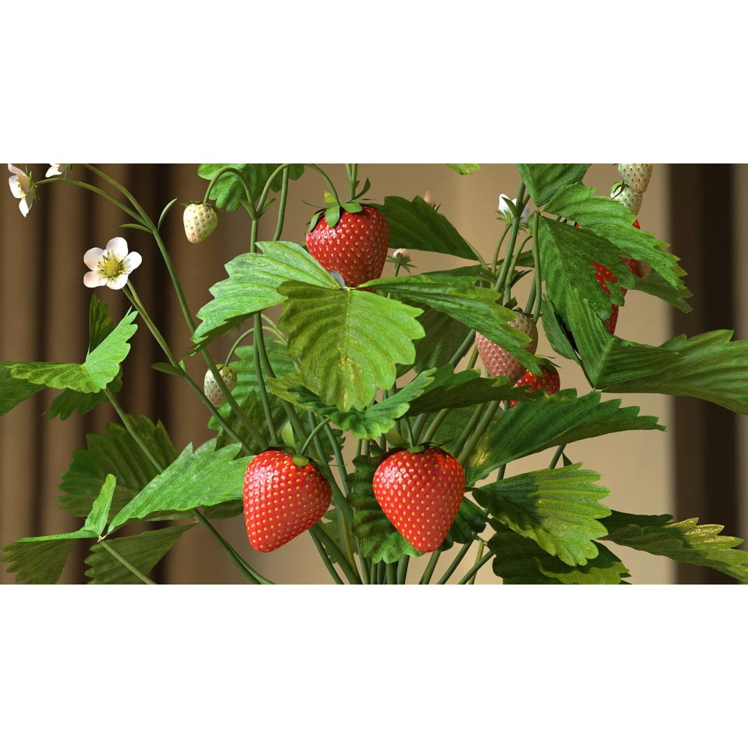 Strawberry Plant 3D Model – Realistic Pot Plant with PBR Textures - View 4