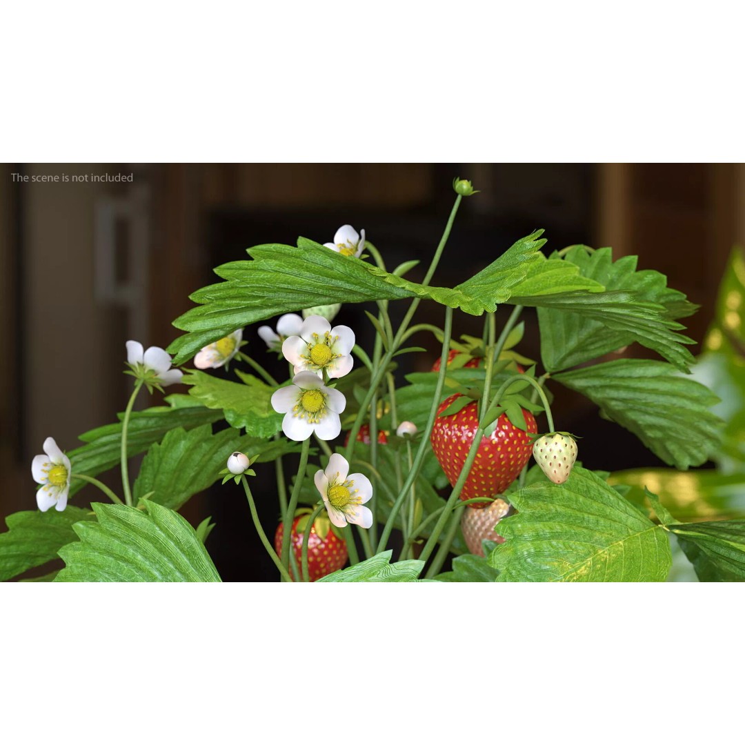 Strawberry Plant 3D Model – Realistic Pot Plant with PBR Textures - View 5