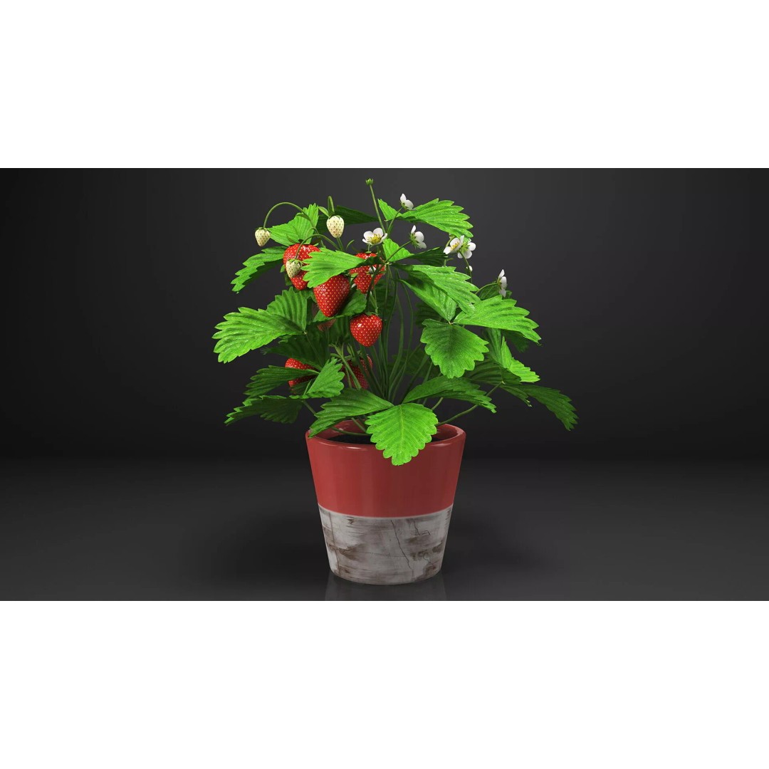 Strawberry Plant 3D Model – Realistic Pot Plant with PBR Textures - View 6