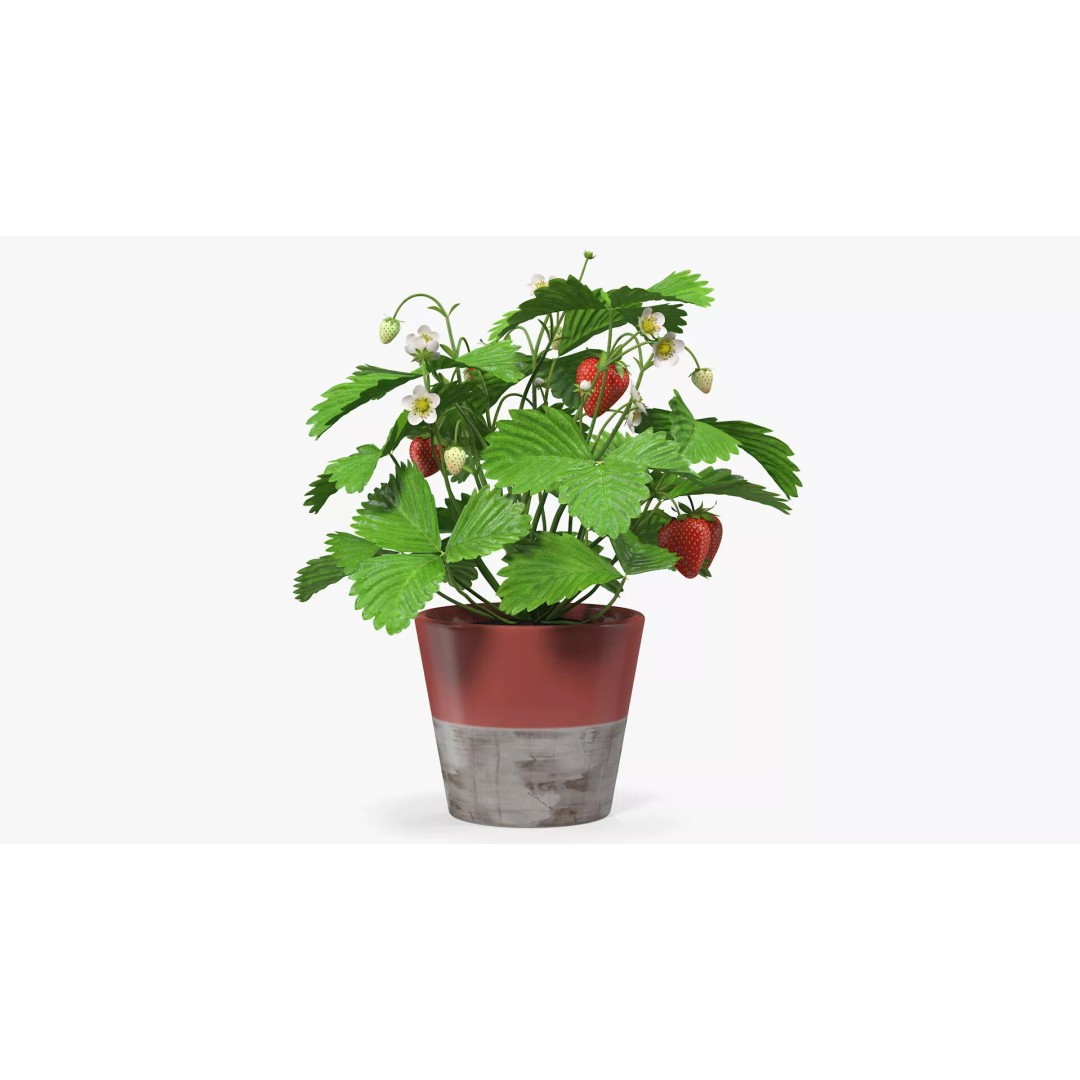 Strawberry Plant 3D Model – Realistic Pot Plant with PBR Textures - View 7