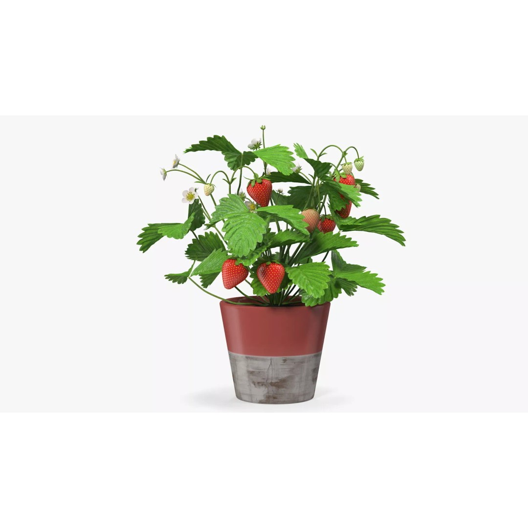 Strawberry Plant 3D Model – Realistic Pot Plant with PBR Textures - View 8