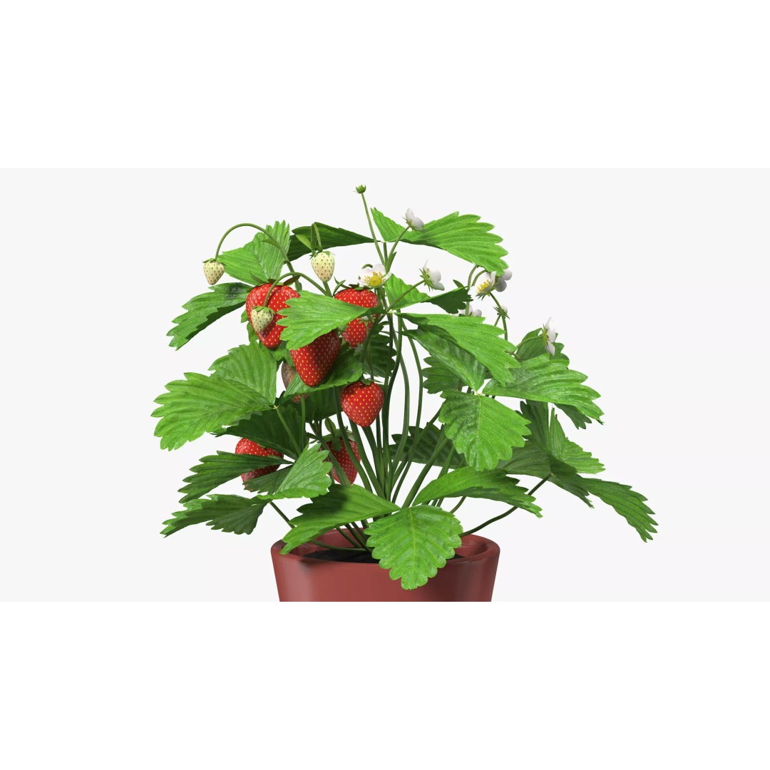 Strawberry Plant 3D Model – Realistic Pot Plant with PBR Textures - View 9
