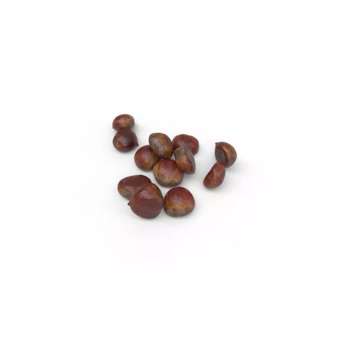 Chestnut 3D Model – Low Poly Game Asset, FBX, PBR Textures - View 5