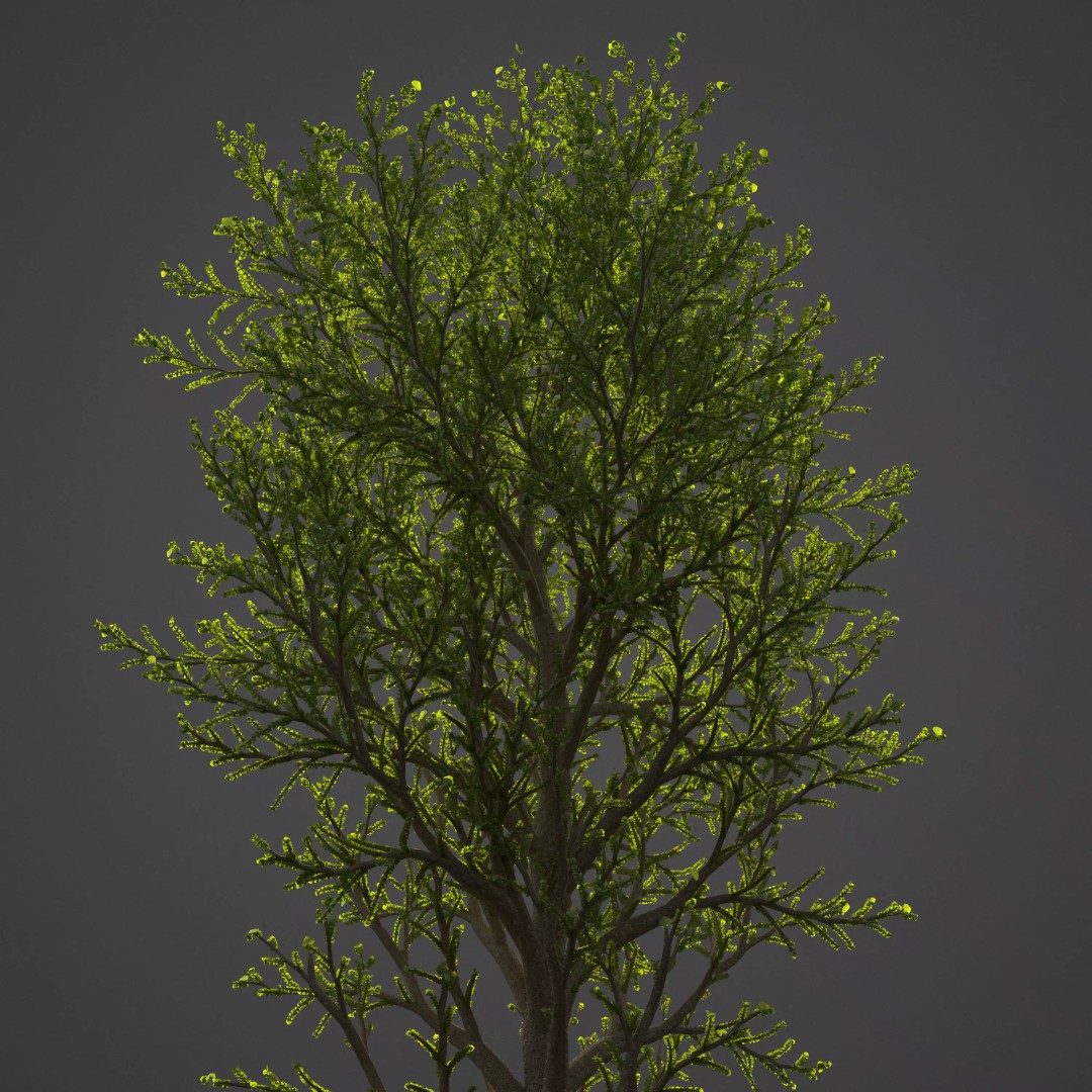 Balsam Poplar 3D Model – PBR High-Quality Collection, FBX, OBJ - View 2