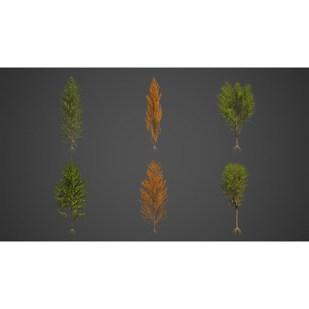 Balsam Poplar 3D Model – PBR High-Quality Collection, FBX, OBJ - View 3