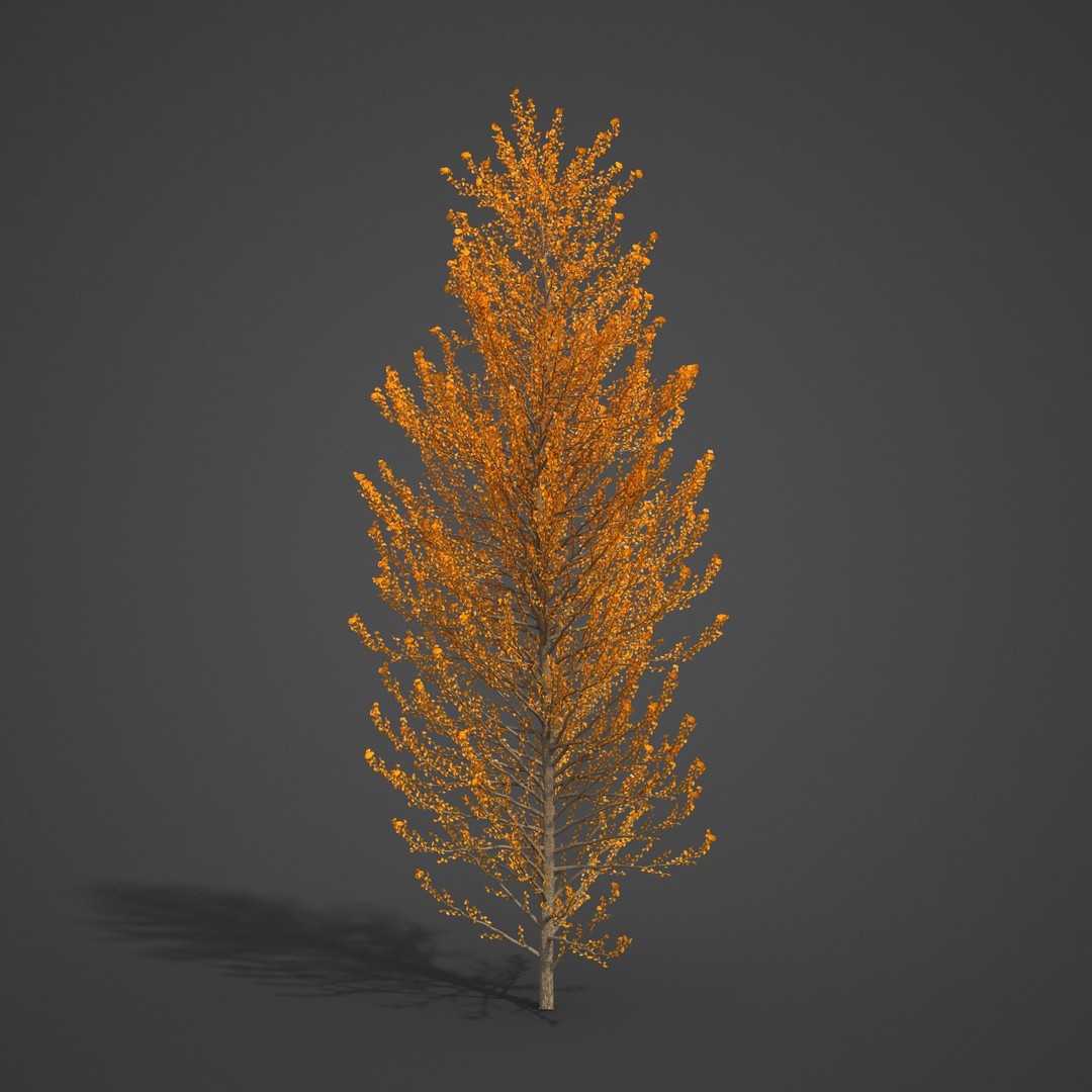 Balsam Poplar 3D Model – PBR High-Quality Collection, FBX, OBJ - View 5