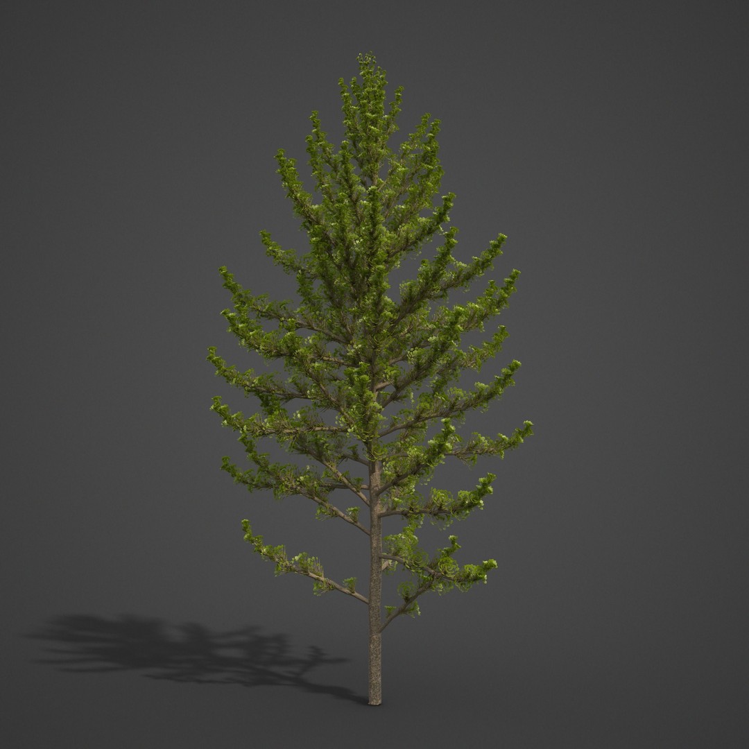 Balsam Poplar 3D Model – PBR High-Quality Collection, FBX, OBJ - View 6