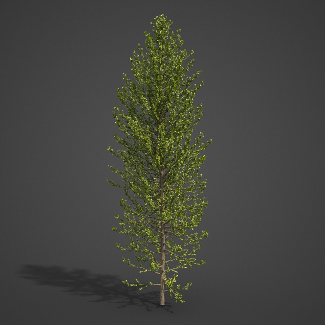 Balsam Poplar 3D Model – PBR High-Quality Collection, FBX, OBJ - View 7