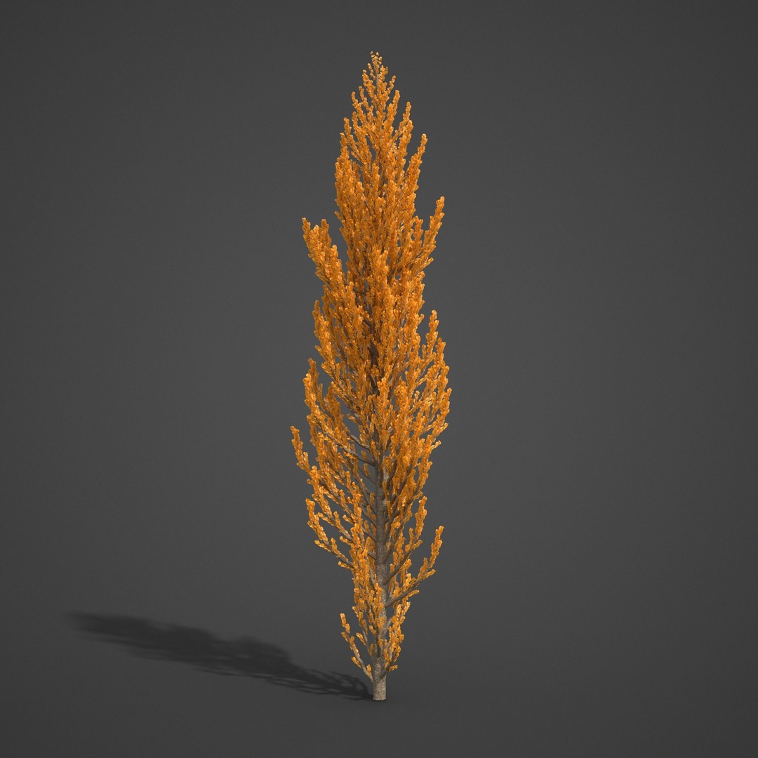 Balsam Poplar 3D Model – PBR High-Quality Collection, FBX, OBJ - View 8