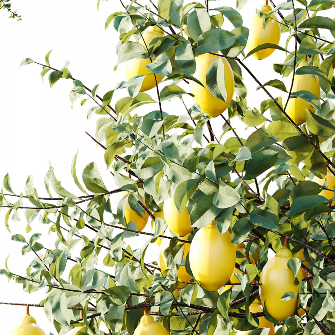 Citrus Meyer Lemon 3D Model – High Poly PBR Asset, FBX, OBJ, Blender - View 3