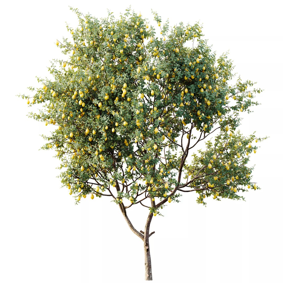 Citrus Meyer Lemon 3D Model – High Poly PBR Asset, FBX, OBJ, Blender - View 4
