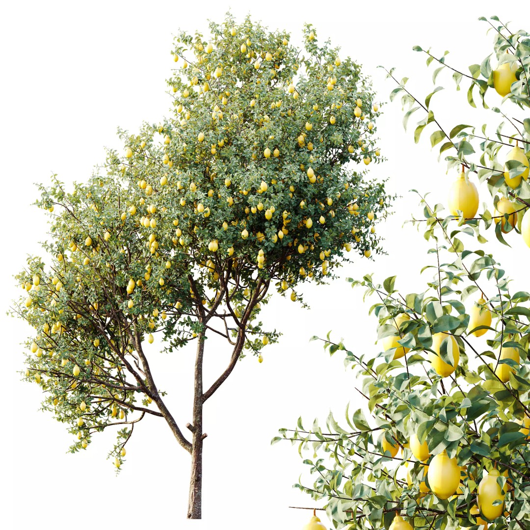 Citrus Meyer Lemon 3D Model – High Poly PBR Asset, FBX, OBJ, Blender - View 5