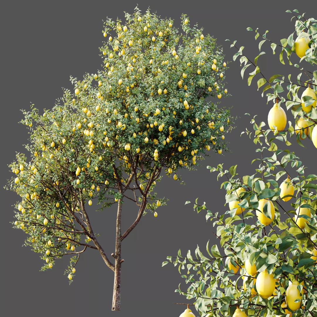 Citrus Meyer Lemon 3D Model – High Poly PBR Asset, FBX, OBJ, Blender - View 6