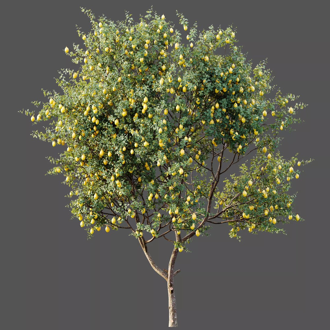 Citrus Meyer Lemon 3D Model – High Poly PBR Asset, FBX, OBJ, Blender - View 7