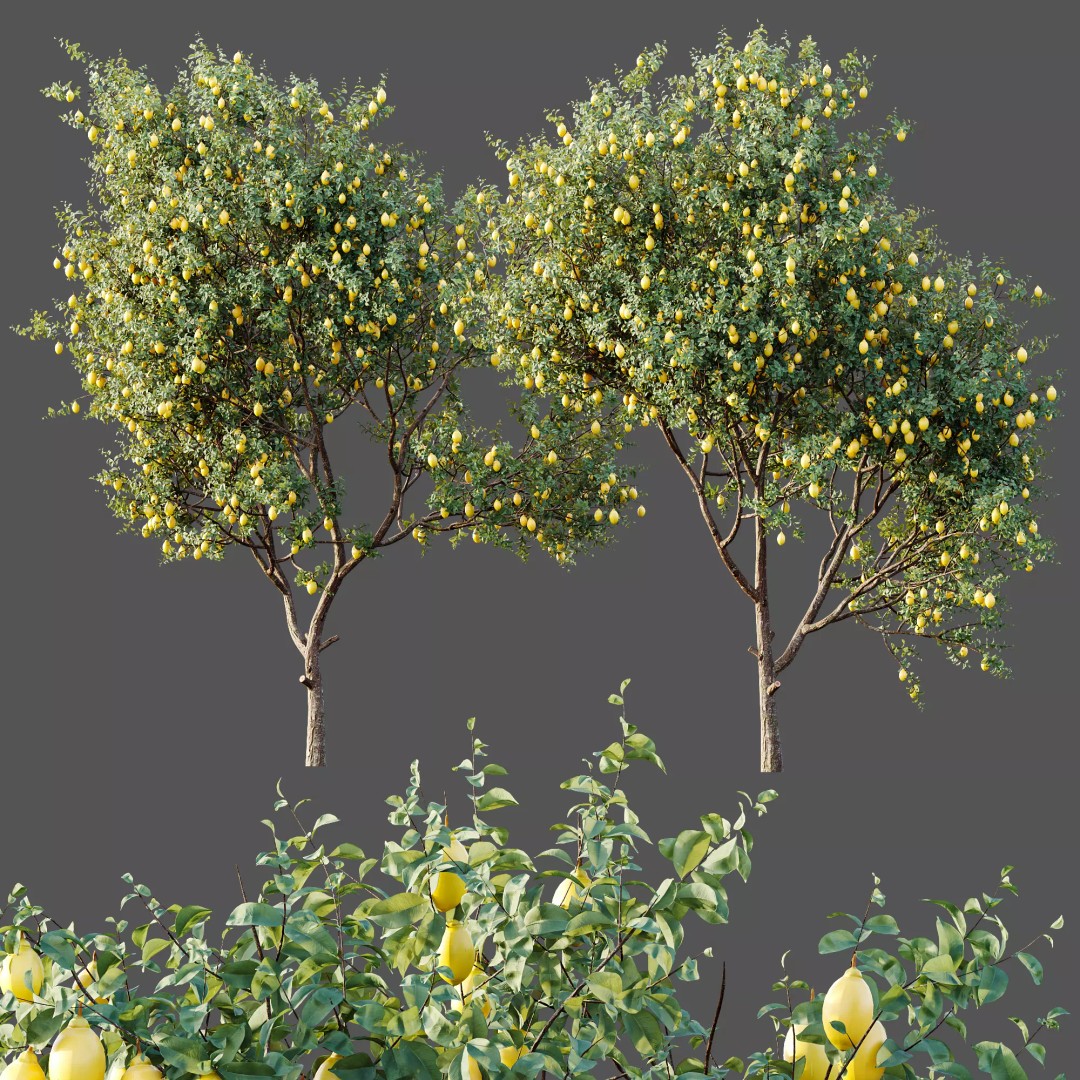 Citrus Meyer Lemon 3D Model – High Poly PBR Asset, FBX, OBJ, Blender - View 9