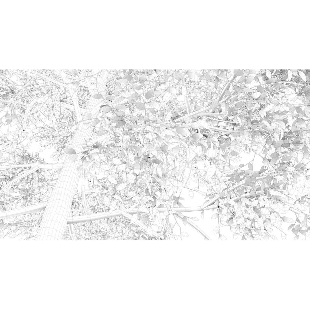 Season White Birch Tree 3D Model – Realistic High Poly Asset, FBX, OBJ