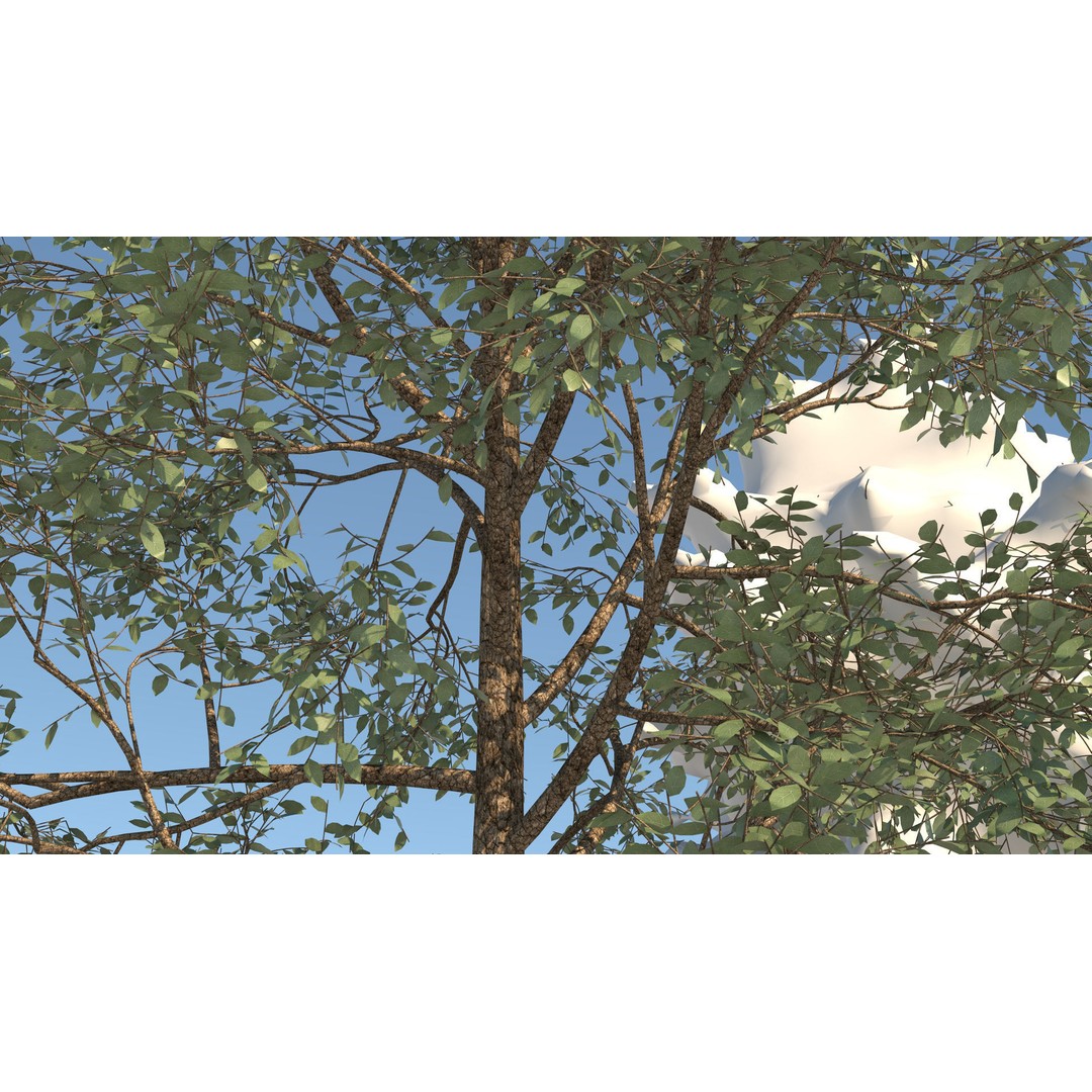 Season White Birch Tree 3D Model – Realistic High Poly Asset, FBX, OBJ - View 10