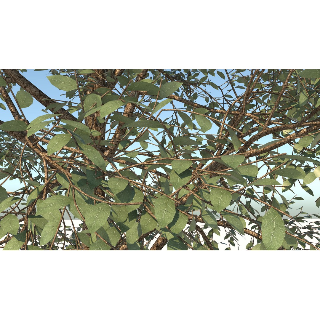 Season White Birch Tree 3D Model – Realistic High Poly Asset, FBX, OBJ - View 11