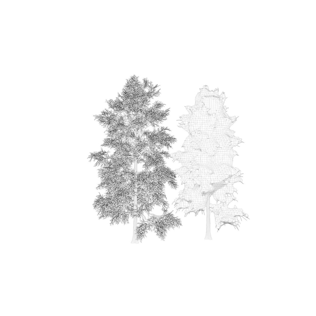 Season White Birch Tree 3D Model – Realistic High Poly Asset, FBX, OBJ - View 12