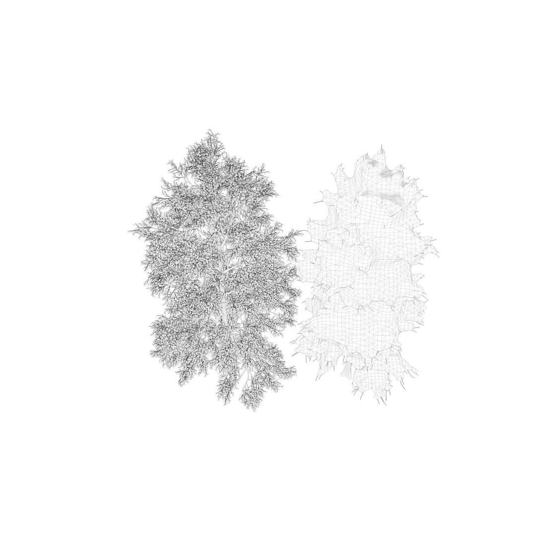 Season White Birch Tree 3D Model – Realistic High Poly Asset, FBX, OBJ - View 13