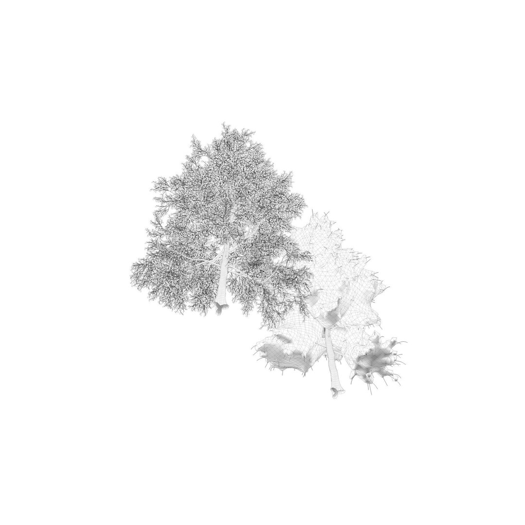 Season White Birch Tree 3D Model – Realistic High Poly Asset, FBX, OBJ - View 14