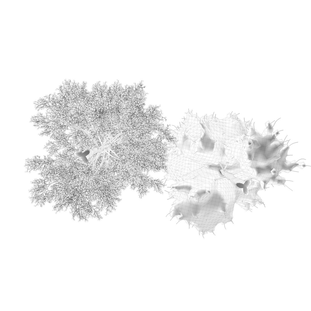 Season White Birch Tree 3D Model – Realistic High Poly Asset, FBX, OBJ - View 15