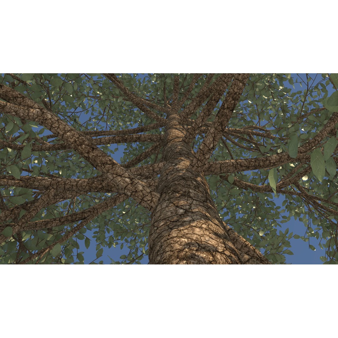 Season White Birch Tree 3D Model – Realistic High Poly Asset, FBX, OBJ - View 9