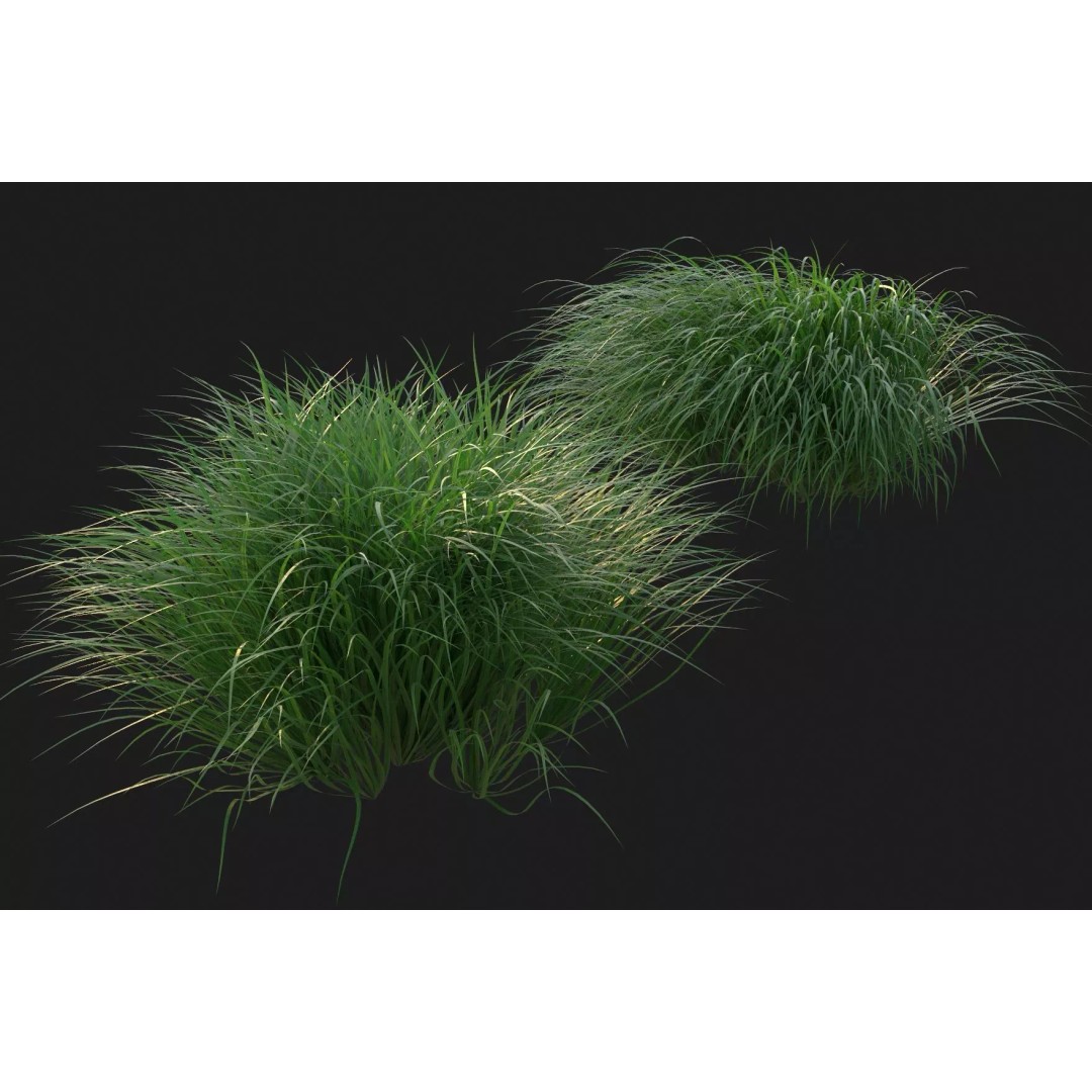 Pennsylvania Sedge 3D Model – High Poly Grass Asset, FBX & OBJ - View 2