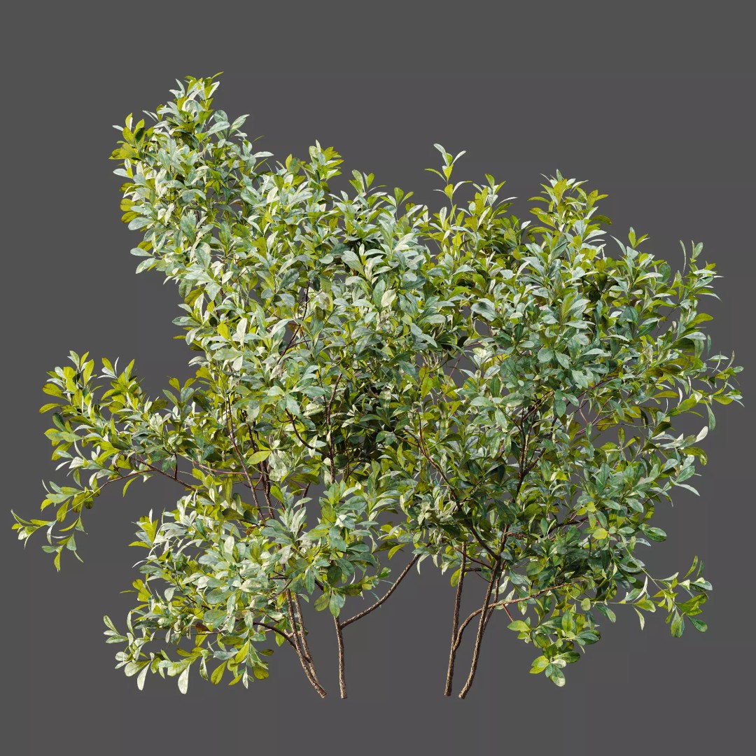 Bilberry Bush 3D Model – High Poly PBR Asset, FBX, OBJ, Blender - View 10